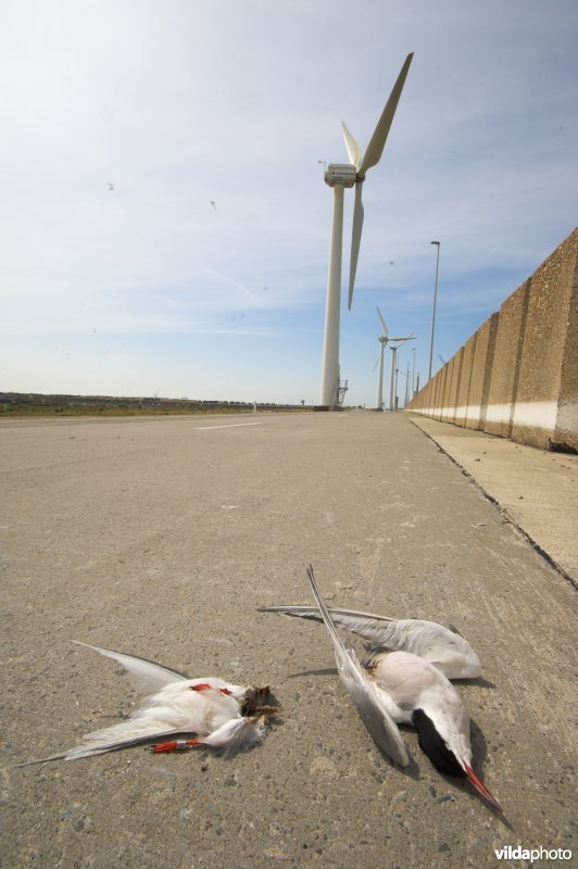 Slachtoffer van een windmolen