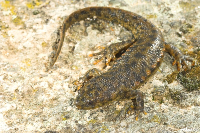 Spaanse Ribbensalamander