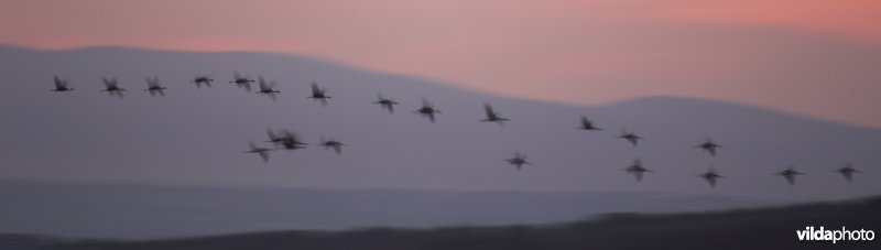 Kraanvogels in Extremadura