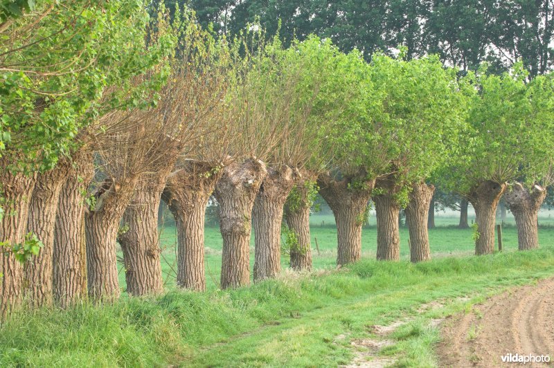 Knotpopulieren in de Vondelbeekvallei