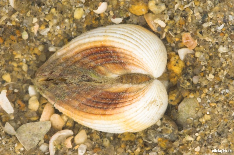 Kokkel