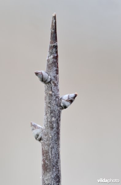 Knop van een wilde peer