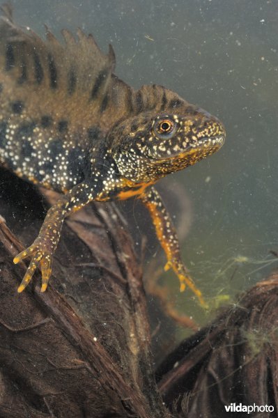 Kamsalamander