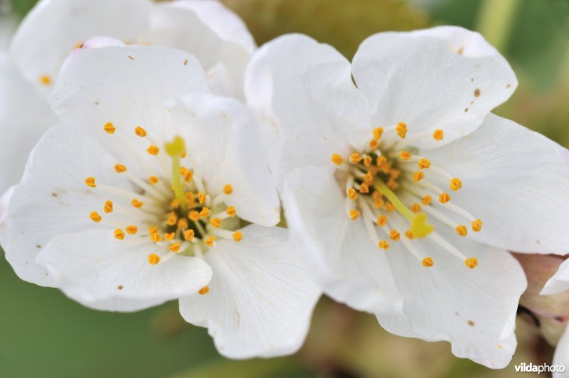 Twee bloempjes van Zoete kers