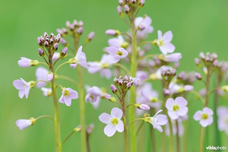 Pinksterbloem