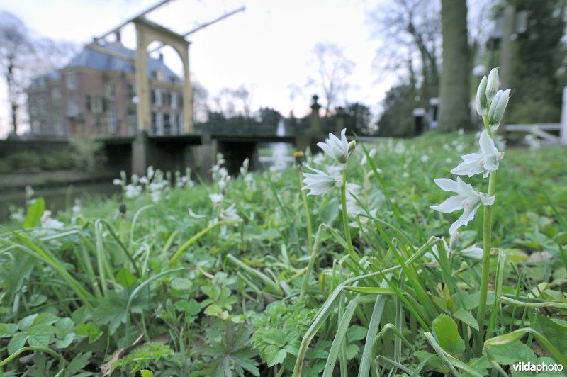 Knikkende vogelmelk