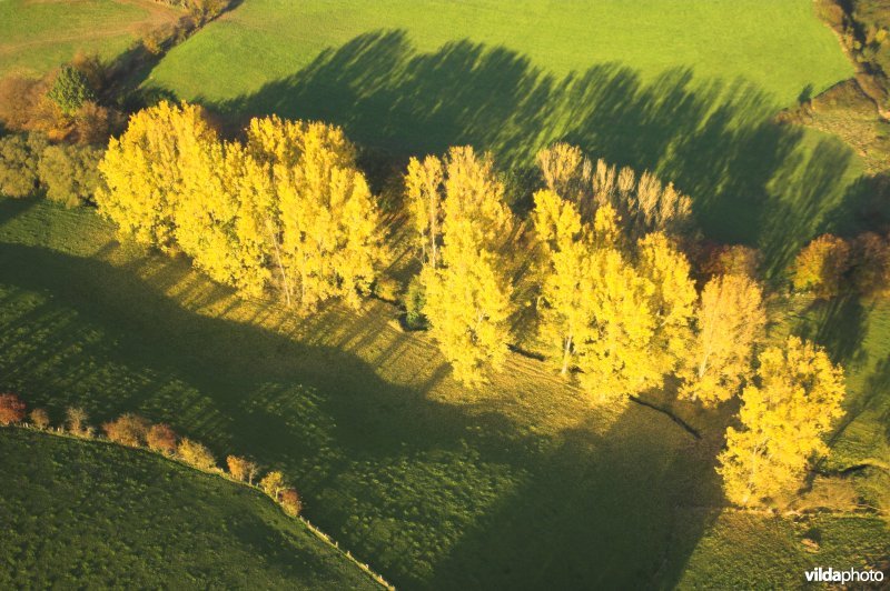 Luchtfoto van populieren in de herfst