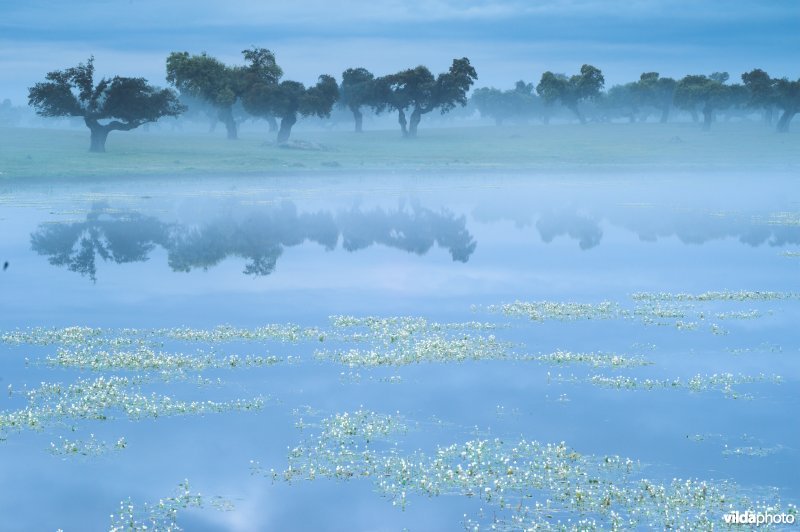 Poel in Extremadura