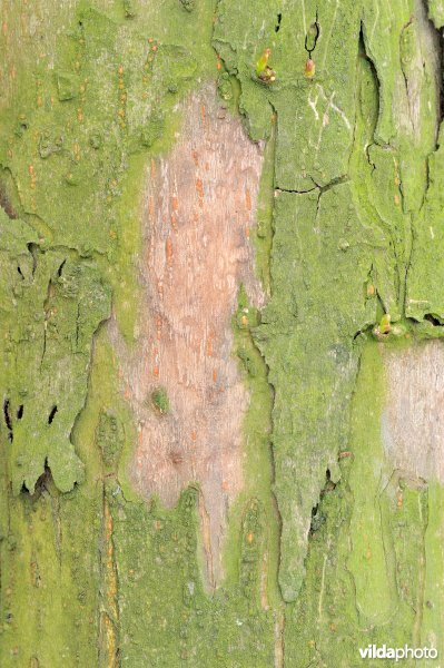 Typische schors van Amandelwilg