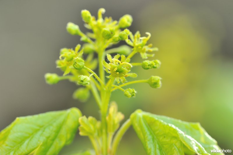 Bloeiende spaanse aak