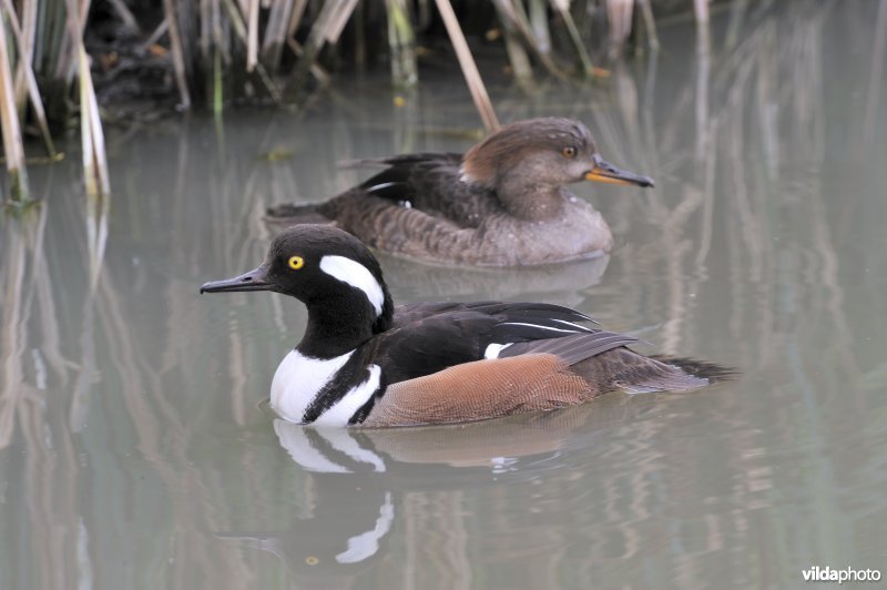 Koppeltje Kuifzaagbek