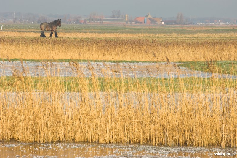 Uitkerkse polders