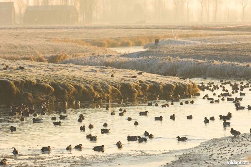 Smienten op de Zoutekreek