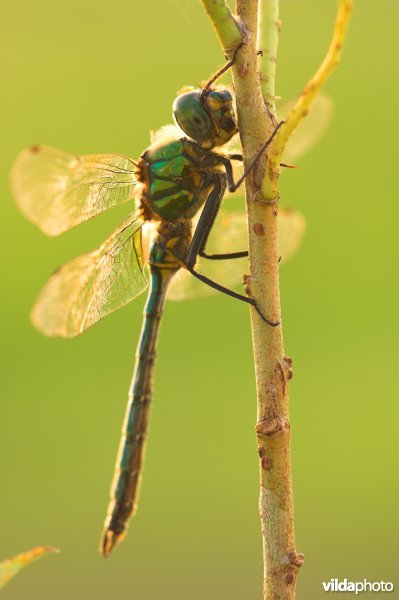 Metaalglanslibel