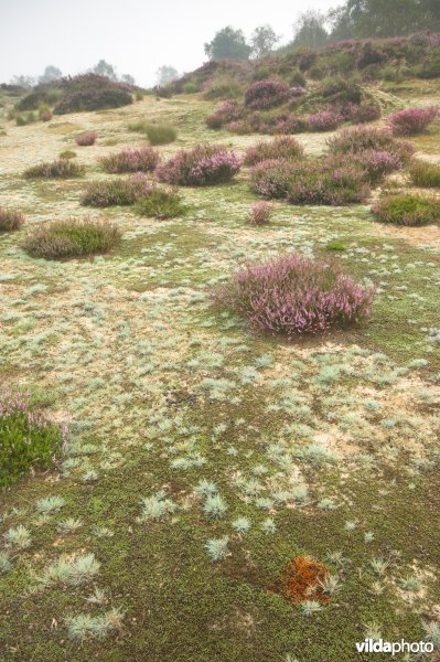Kalmthoutse heide