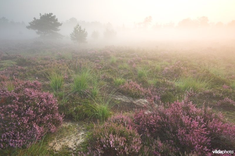 Kalmthoutse heide