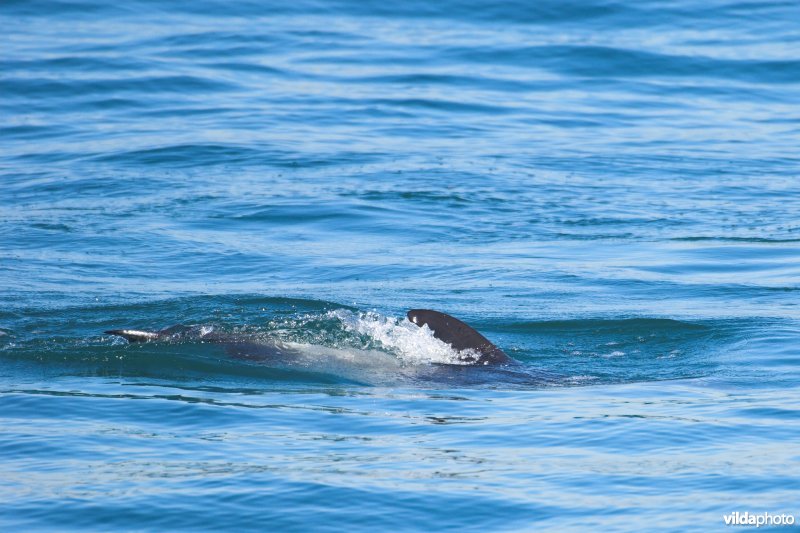 Witsnuitdolfijn in de Noordzee