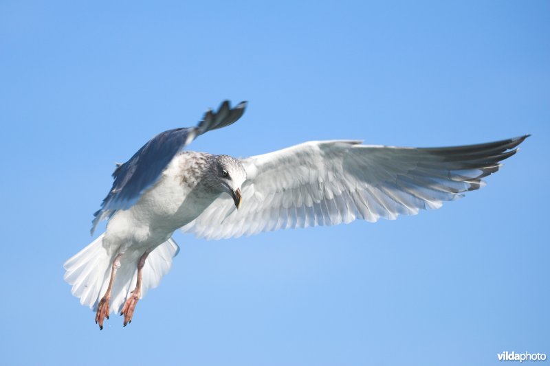 Zilvermeeuw in vlucht