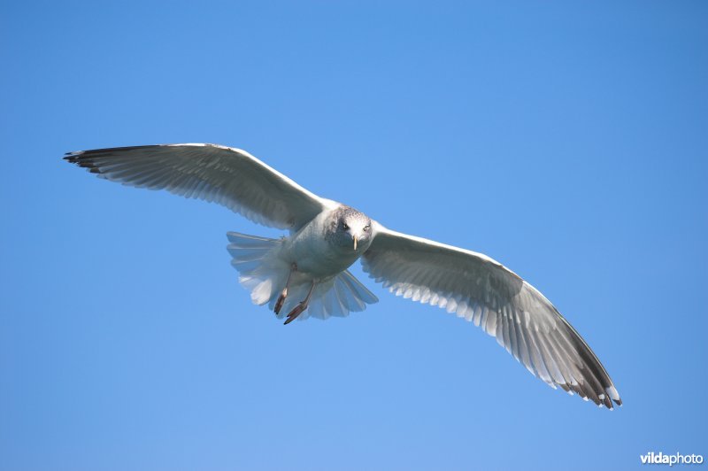 Zilvermeeuw in vlucht