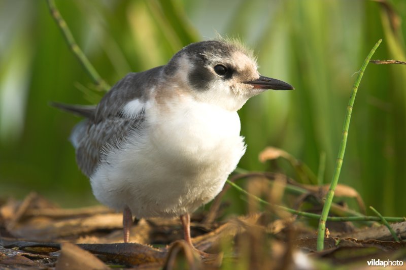 Jonge Witvleugelstern