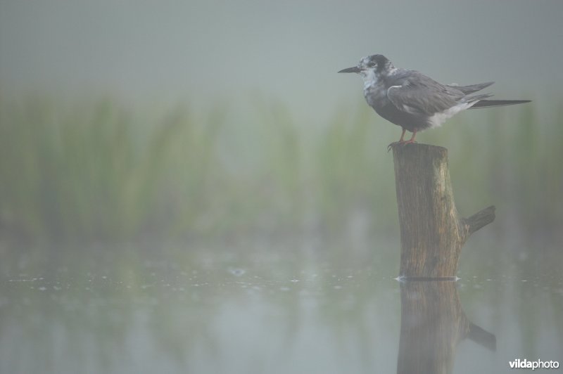 Zwarte Stern op paal