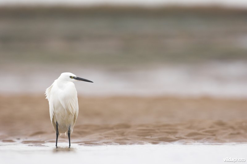 Kleine Zilverreiger