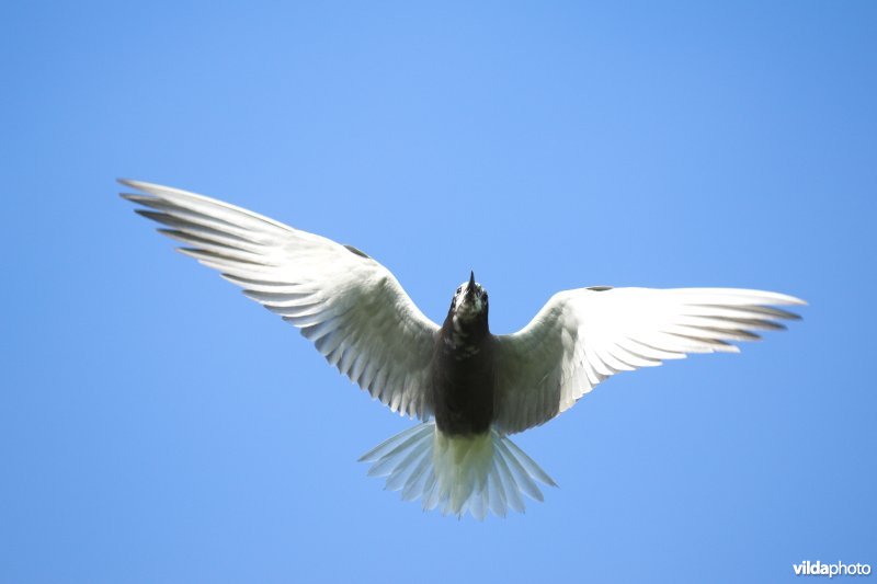 Vliegende Zwarte Stern