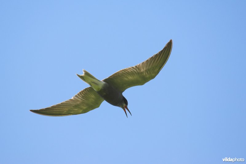 Zwarte Stern in vlucht