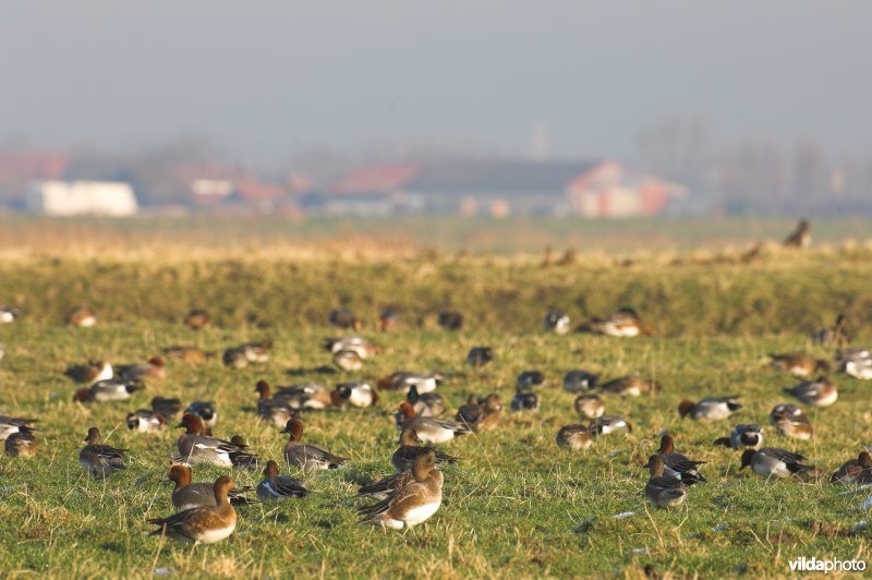 Smienten in de Uitkerkse Polders