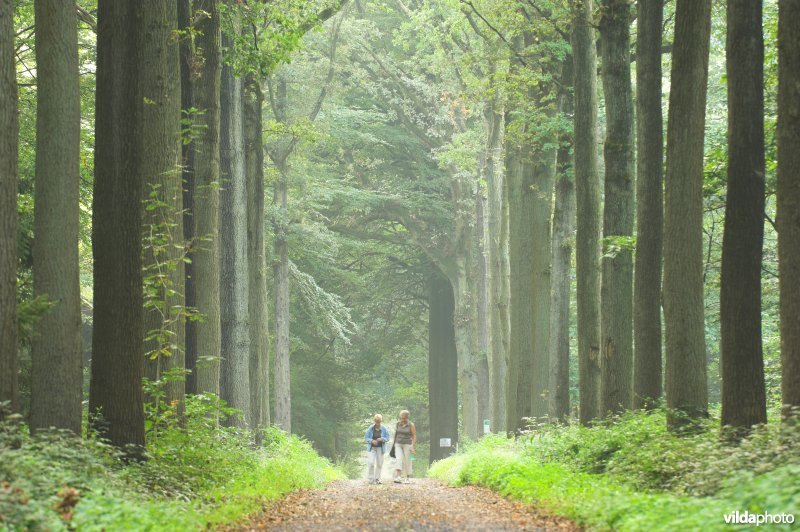 Bosreservaat Bulskampveld