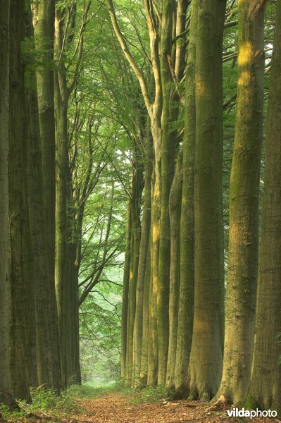 Bosreservaat Bulskampveld