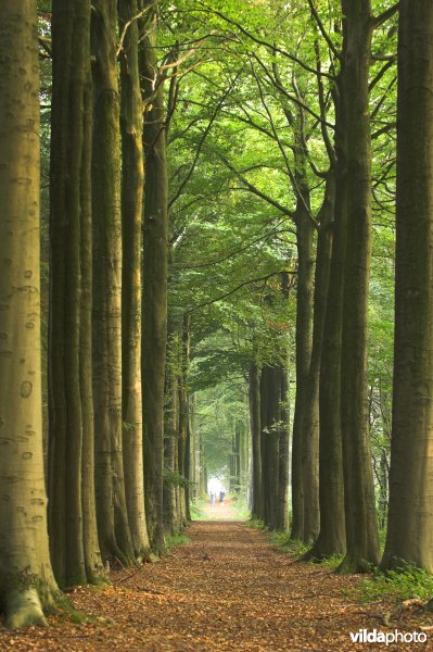 Bosreservaat Bulskampveld