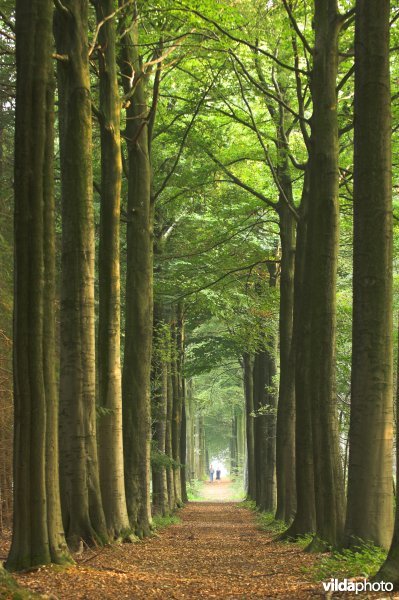 Bosreservaat Bulskampveld