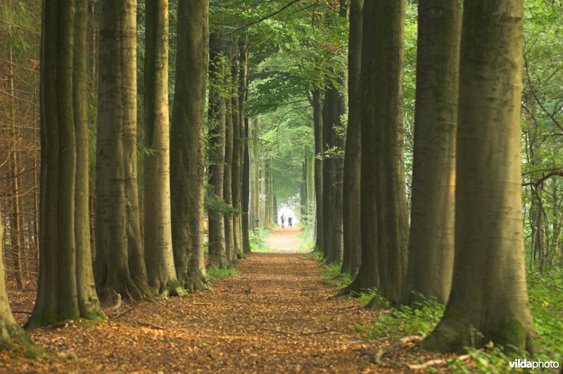 Bosreservaat Bulskampveld
