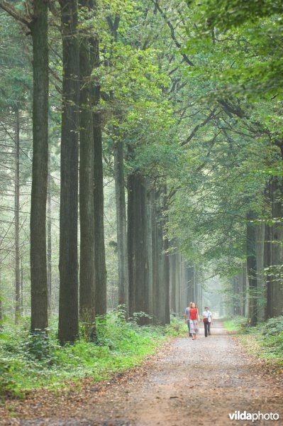 Bosreservaat Bulskampveld