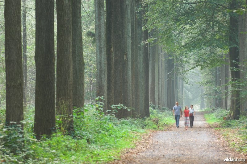 Bosreservaat Bulskampveld