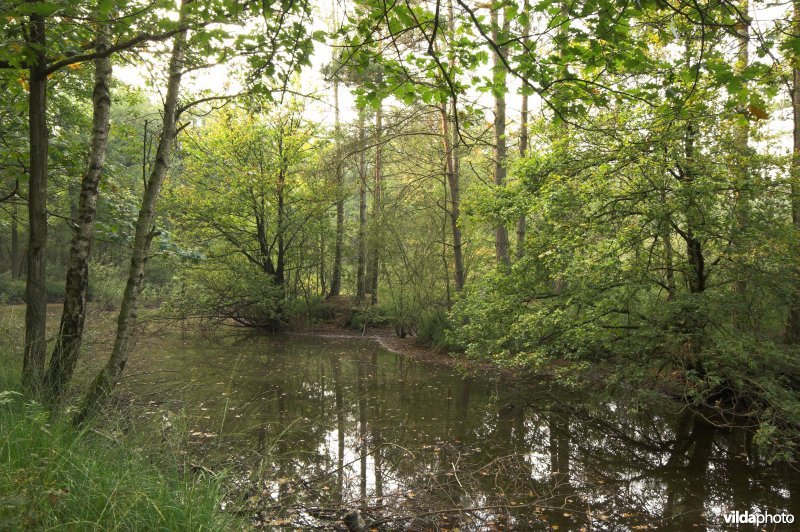 Bosreservaat Bulskampveld