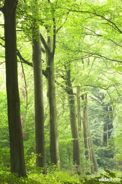 Bosreservaat Bulskampveld