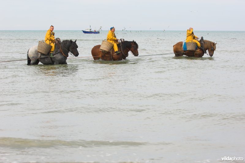 Garnaalvisserij te paard