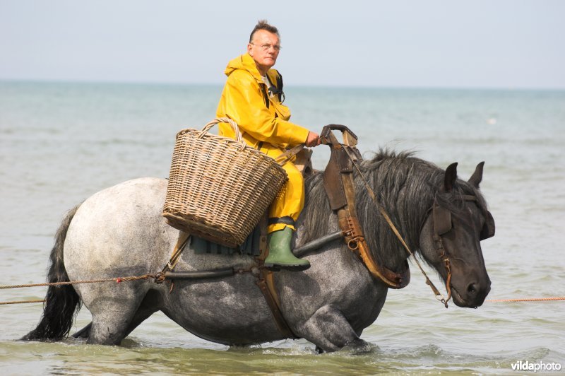 Garnaalvisserij te paard