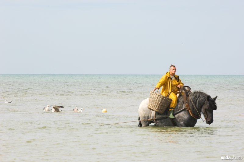 Garnaalvisserij te paard