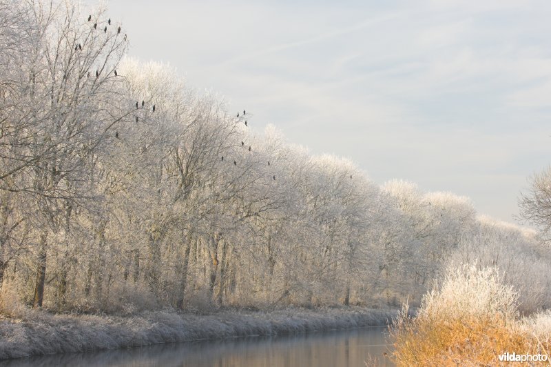 Berijpte Ieperlee-kanaal