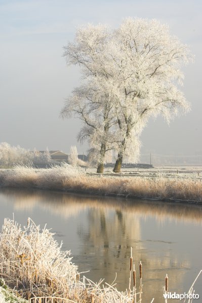 Berijpte IJzer