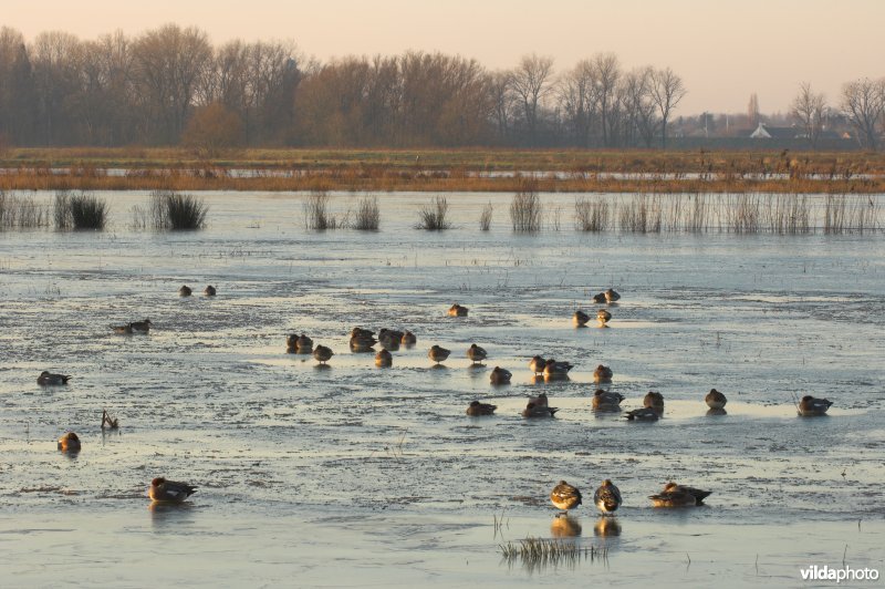 Natuurreservaat de Bourgoyen