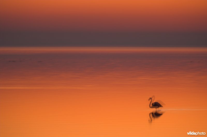 Flamingo's in de Camargue