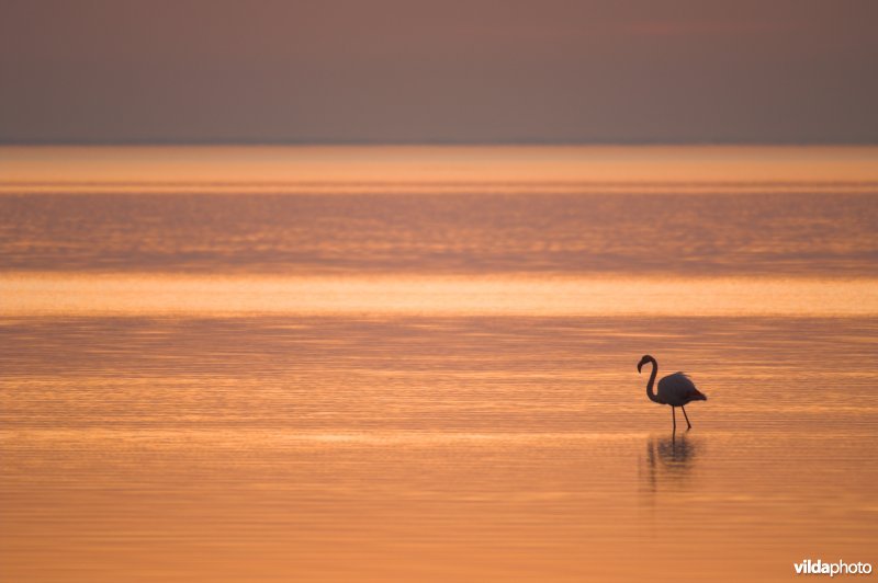 Flamingo's in de Camargue