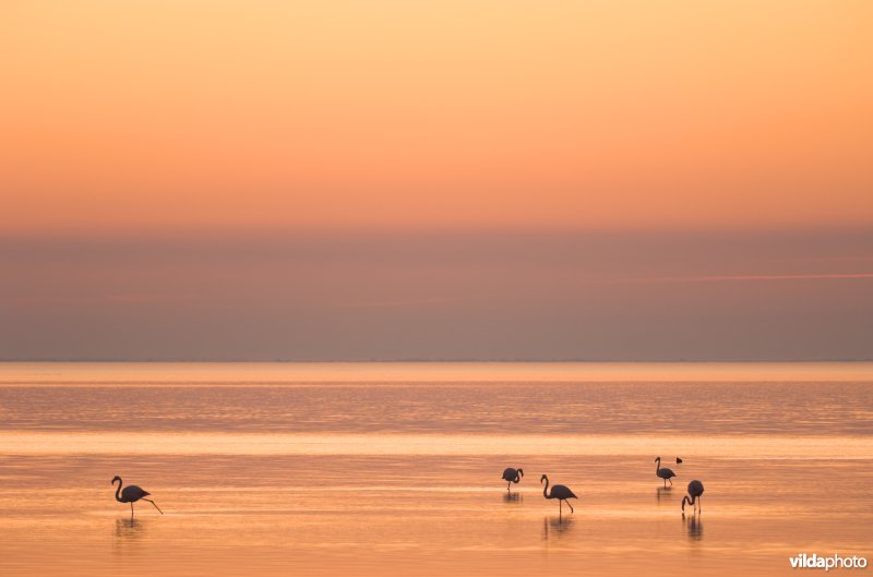 Flamingo's in de Camargue