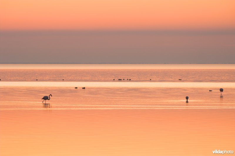 Meer van Vaccares