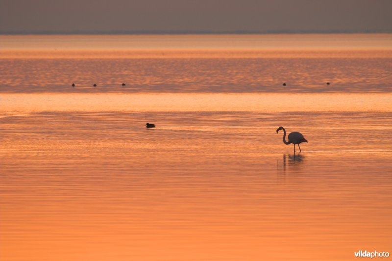 Flamingo's in de Camargue