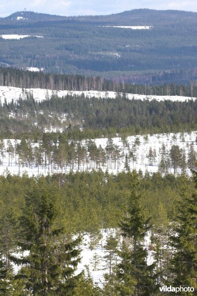 Zweedse bossen en meren